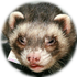 Dori Bolla